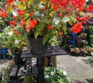 PROGRAMA COLORIR SUSTENTÁVEL - ETAPA PEQUENOS HORTICULTORES