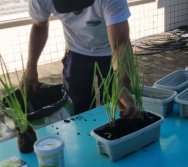 PROGRAMA COLORIR SUSTENTÁVEL - ETAPA PEQUENOS HORTICULTORES