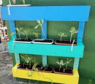 PROGRAMA COLORIR SUSTENTÁVEL - ETAPA PEQUENOS HORTICULTORES