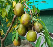 PROJETO COLORIR SUSTENTÁVEL EM AÇÃO NO CMEI VERA CALMON - ANO MANUTENÇÃO