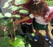 COLHEITA - CRIANÇAS COLHEM AMORAS APOS APRENDEREM TODO O PROCESSO DA HORTA