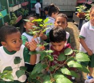 COLHEITA - CRIANÇAS COLHEM AMORAS APOS APRENDEREM TODO O PROCESSO DA HORTA