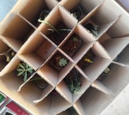 PAA - PASSEATA AMBIENTAL NA COMUNIDADE DE NAQUE - ESCOLA PEDRO FERNANDES