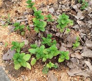 DIA DE PLANTAR RABANETES COM O CMEI REGIONAL SILVESTRE - PEQUENOS HORTICULTORES NO PROJETO COLORIR SUSTENTÁVEL