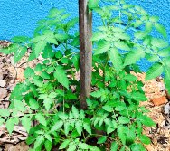 DIA DE PLANTAR RABANETES COM O CMEI REGIONAL SILVESTRE - PEQUENOS HORTICULTORES NO PROJETO COLORIR SUSTENTÁVEL