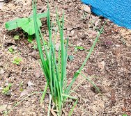 DIA DE PLANTAR RABANETES COM O CMEI REGIONAL SILVESTRE - PEQUENOS HORTICULTORES NO PROJETO COLORIR SUSTENTÁVEL