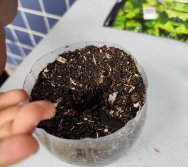 DIA DE PLANTAR RABANETES COM O CMEI REGIONAL SILVESTRE - PEQUENOS HORTICULTORES NO PROJETO COLORIR SUSTENTÁVEL