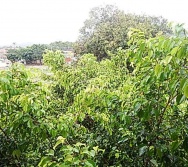 NTV - COMUNIDADE - PLANO DE AÇÃO - REDE AICA - CENTRAL CARAPINA