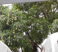 PROJETO NA TRILHA DOS VALORES - AULA DE CAMPO - PASSEIO DE TREM