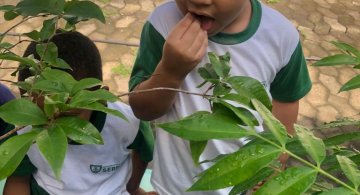 COLHEITA - CRIANÇAS COLHEM AMORAS APOS APRENDEREM TODO O PROCESSO DA HORTA